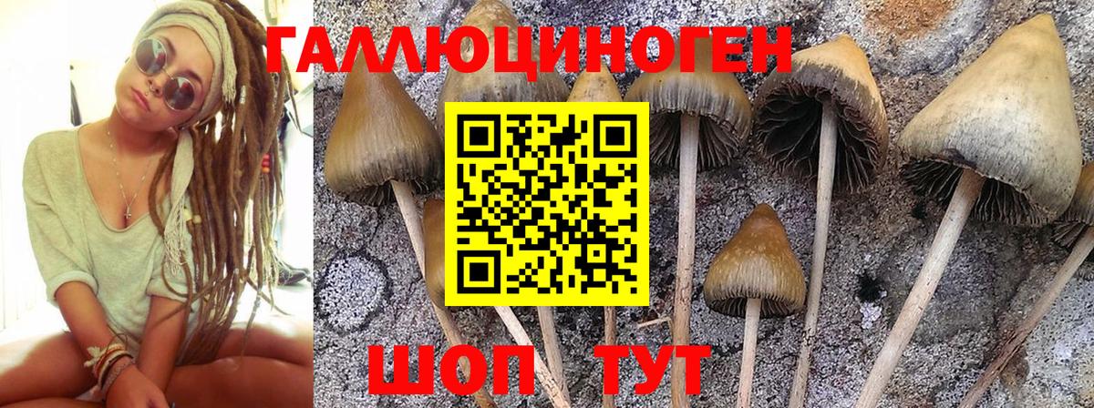 Волоколамск  Галлюциногенные грибы Psilocybine cubensis  даркнет сайт  Вход с VPN 